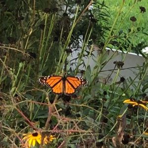 Meet your Posher, Brandy